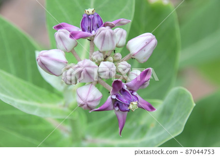 Violet flowers of Giant Indian Milkweed or Gigantic Swallowwort. Violet flowers of Giant Indian Milkweed or Gigantic Swallowwort. 87044753