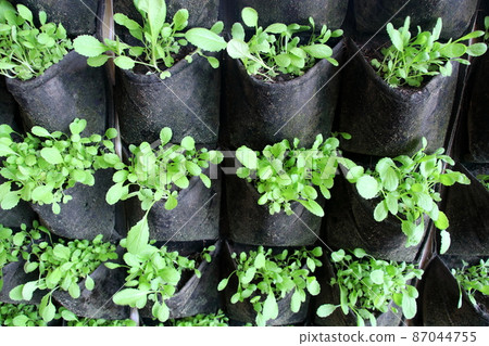 Mock pakchoi growing in black hanging bag. Mock pakchoi growing in black hanging bag. 87044755