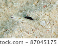 Sumizomekinuhadaumiushi that bites on the dorsal fin of a goby (1) 87045175