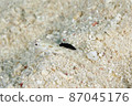 Sumizomekinu Hadaumiushi that bites on the dorsal fin of a goby (2) 87045176