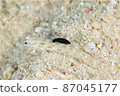 Sumizomekinuhadaumiushi that bites on the dorsal fin of goby Part ③ 87045177