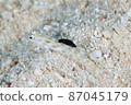 Sumizomekinuhadaumiushi that bites on the dorsal fin of goby (4) 87045179