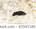 Sumizomekinu Hadaumiushi that bites on the dorsal fin of goby Part ⑤ 87045180