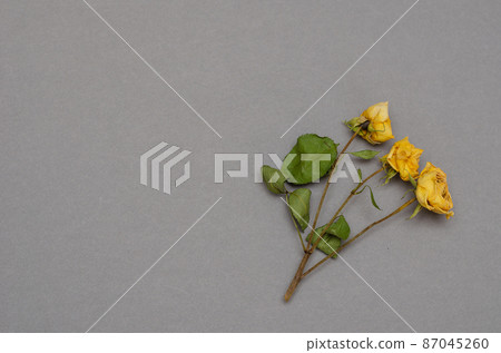Fading flowers against a gray background. Fading flowers against a gray background. 87045260