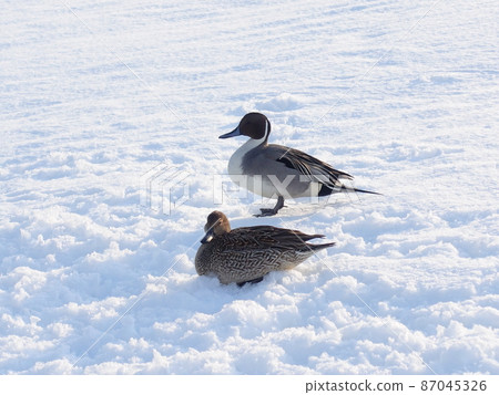 Winter bird migratory bird duck couple Winter bird migratory bird duck couple 87045326