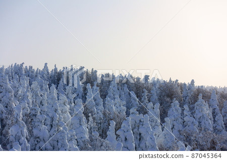 Rime on trees, hoarfrost, Zao Rime on trees, hoarfrost, Zao 87045364