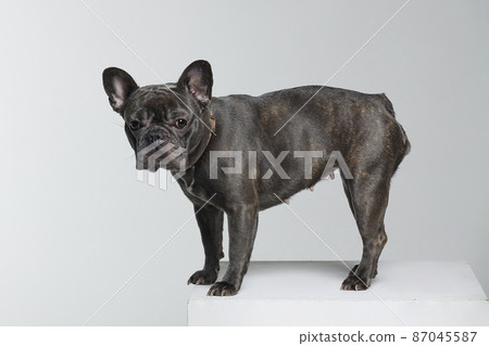 grey French bulldog in the studio on a white background grey French bulldog in the studio on a white background 87045587