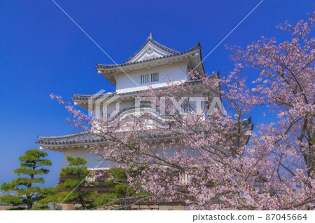 櫻花、藍天和丸龜城 87045664