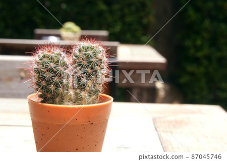 Cactus in brown pot on table. 87045746