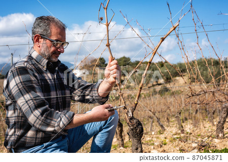 Farmer pruning the vine in winter. Agriculture. 87045871