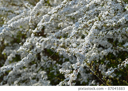 Yukiyanagi（Yukiyanagi） 87045883