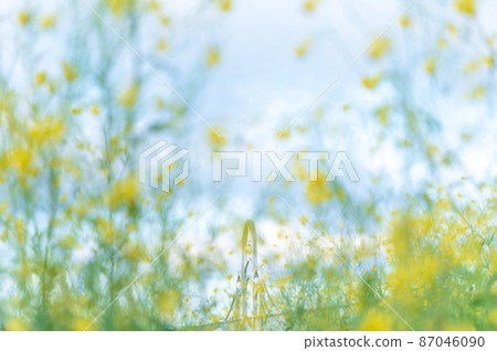 “埼玉縣”在芝川和Kitayadorio橋上盛開的油菜花 “埼玉縣”在芝川和Kitayadorio橋上盛開的油菜花 87046090