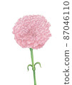 一片康乃馨 87046110
