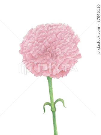 一片康乃馨 87046110