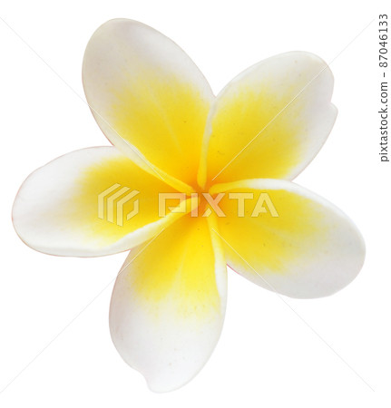frangipani frangipani 87046133