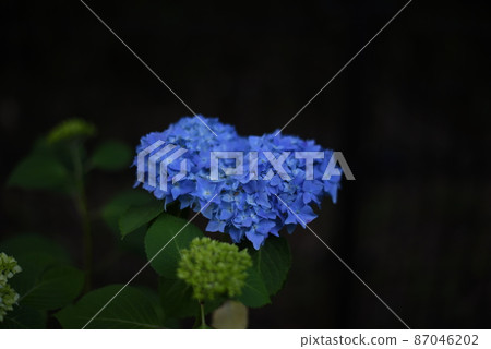 Hydrangea in early summer Hydrangea in early summer 87046202