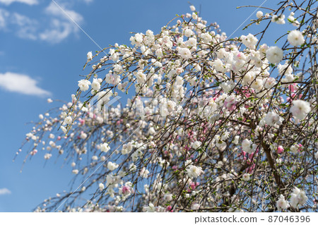 源平垂枝桃樹紅白盛開 源平垂枝桃樹紅白盛開 87046396