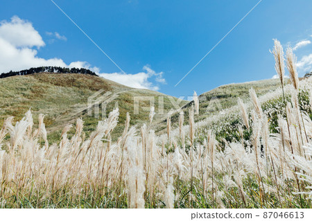 The Susuki of the Sone Plateau 87046613