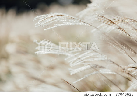 Sone高原的Susuki 87046623