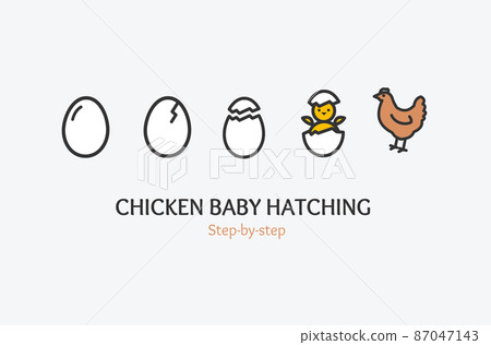 Chicken Baby Hatching Concept with Thin Line Icons. Vector Chicken Baby Hatching Concept with Thin Line Icons. Vector 87047143
