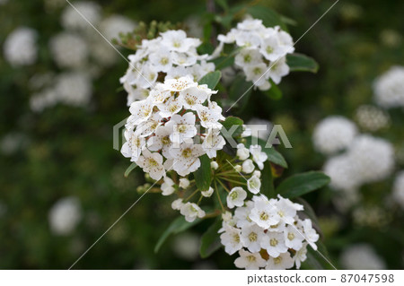Blooming bush with white flowers named Spiraea Vanhouttei also called bridal wreath bush. Natural floral textures. Blooming bush with white flowers named Spiraea Vanhouttei also called bridal wreath bush. Natural floral textures. 87047598