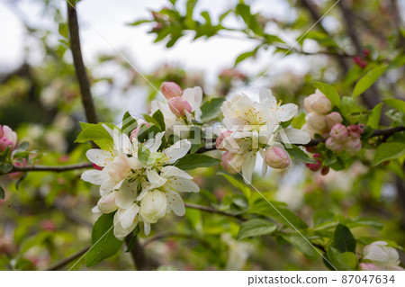 branch of apple tree with pink flowers on a background of flowering trees spring time branch of apple tree with pink flowers on a background of flowering trees spring time 87047634