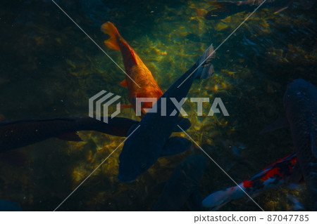 善福寺公園的錦鯉 87047785