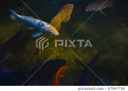 Nishiki-koi in Zenpukuji Park 87047786