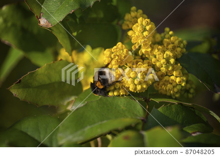Berberis Aquifolium Flowers With Bumblebee 87048205