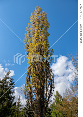Lombardy Poplar Tree Lombardy Poplar Tree 87048207