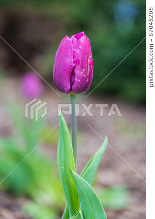 Single Tulip Flower Tulipa 'Blue' Single Tulip Flower Tulipa 'Blue' 87048208