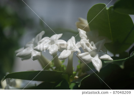 Stephanotis Floribunda Madagascar Jasmine Flowers Stephanotis Floribunda Madagascar Jasmine Flowers 87048209