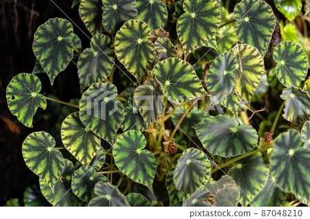 Begonia Mazae Tropical Plant Begonia Mazae Tropical Plant 87048210
