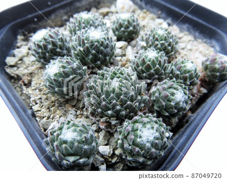 Arakunoideium Arakunoideium 87049720