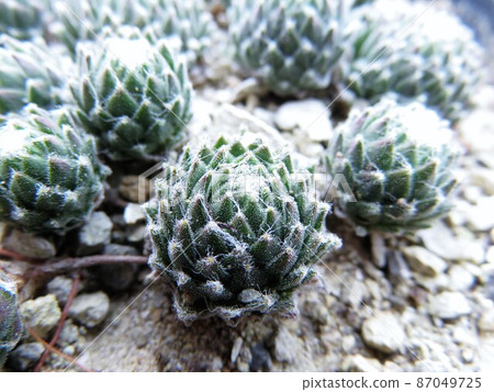 Arakunoideium Arakunoideium 87049725