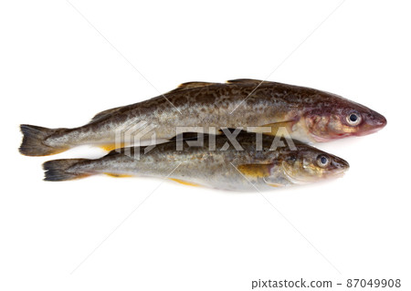 Saffron cods Saffron cods 87049908