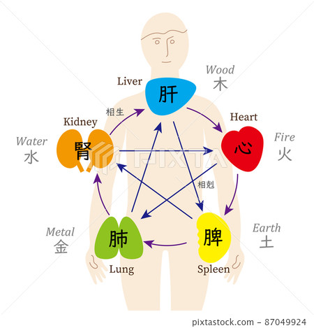 Correlation diagram of five lines and five organs, human body, English Correlation diagram of five lines and five organs, human body, English 87049924