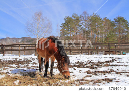 Kaida Kogen in winter, Kiso Horse Village Kaida Kogen in winter, Kiso Horse Village 87049940