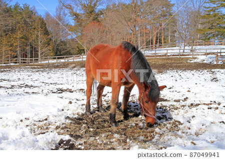 Kaida Kogen in winter, Kiso Horse Village 87049941