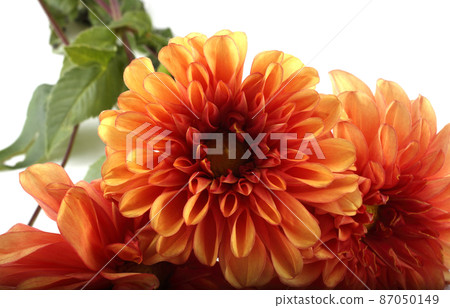 Dahlia flowers Dahlia flowers 87050149