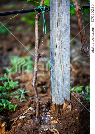 Drip irrigation on a vineyard with the sun peaking through the leafes. 87050289
