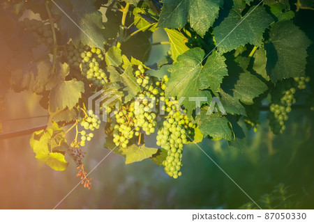 Large bunches of red wine grapes hang from an old vine in warm afternoon light. 87050330