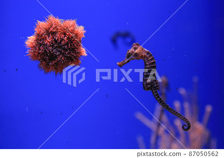 Sea urchin and seahorse in the foreground. High quality photo 87050562