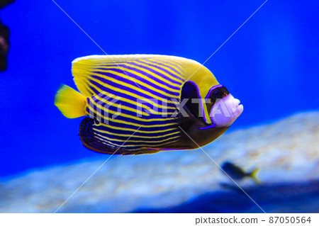 Butterfly fish swims in blue water, coral reefs are visible in the background. High quality photo Butterfly fish swims in blue water, coral reefs are visible in the background. High quality photo 87050564