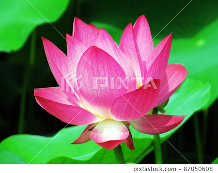 Flower and fruit plant 87050608