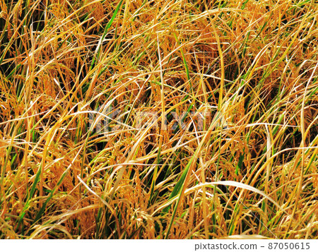 花果植物 花果植物 87050615
