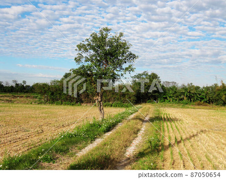 花果植物 87050654
