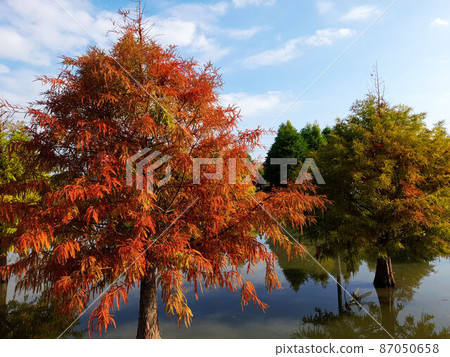 花果植物 87050658