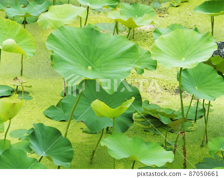 花果植物 87050661