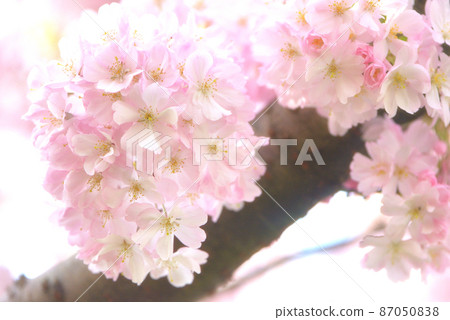 可愛的石川櫻 可愛的石川櫻 87050838